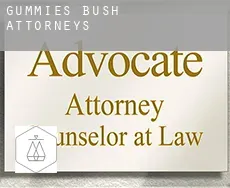 Gummies Bush  attorneys