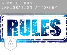 Gummies Bush immigration attorney